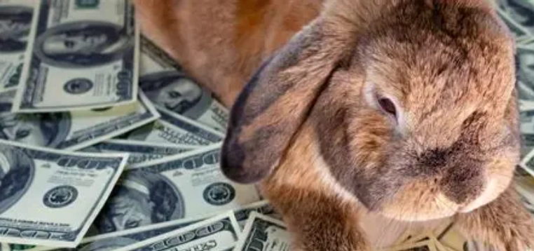 Californian rabbit cost