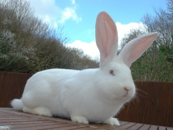 giant rabbit care