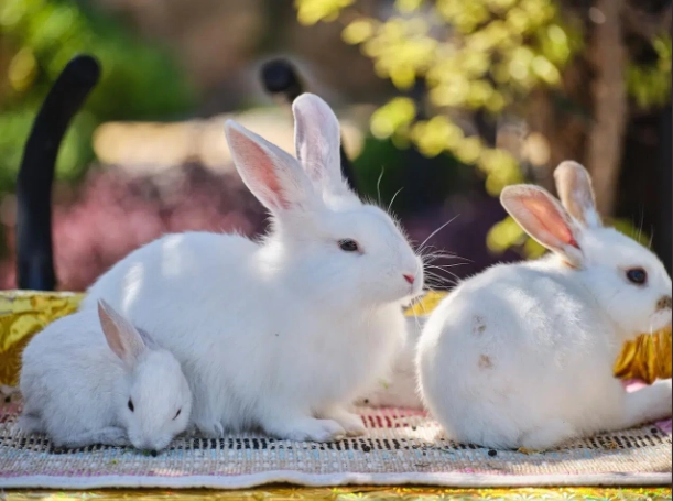 Californian rabbit price