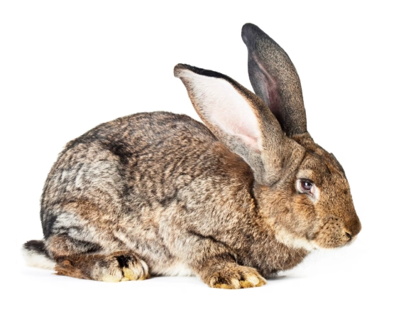 largest rabbit breed