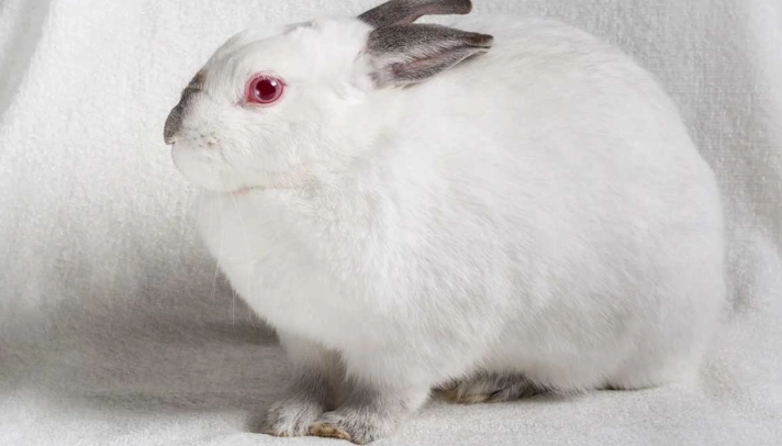 Californian rabbit size