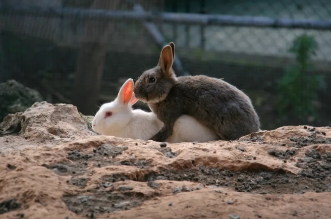 cat and rabbit breeding