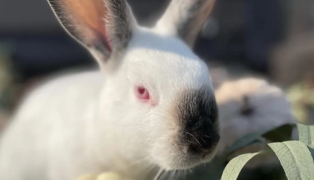 how to cook rabbit meat