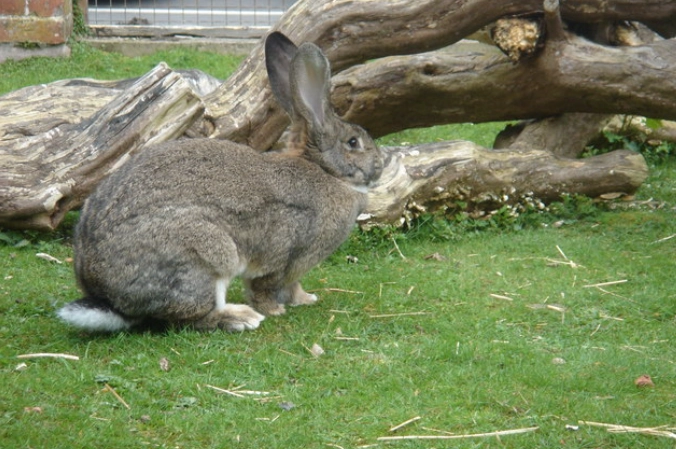 British Giant rabbit size
