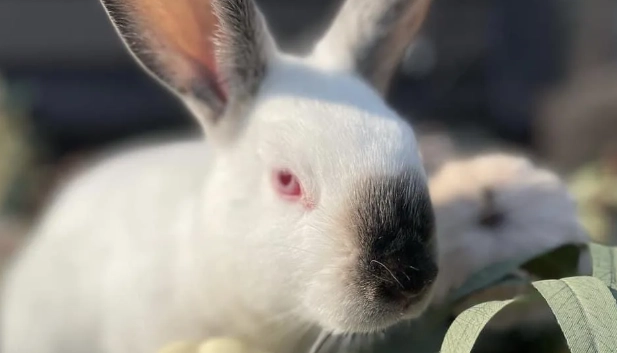 best meat rabbit breed