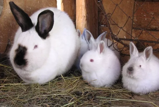 Californian rabbit care