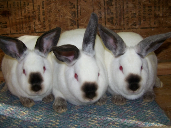 best meat rabbit breed