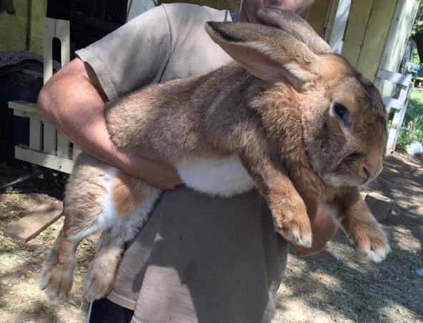 Californian rabbit size