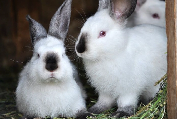 how long do Californian rabbits live