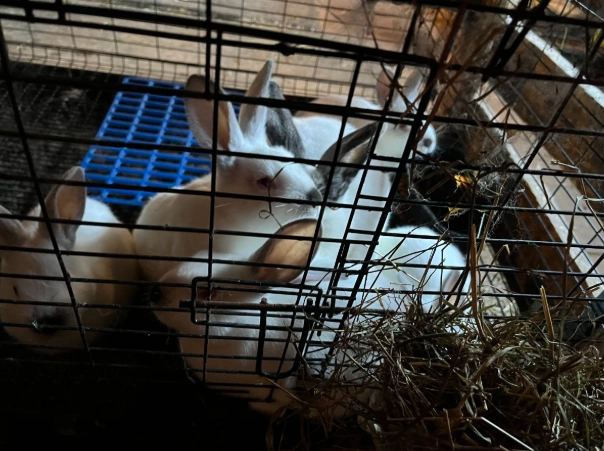 Californian rabbit meat production