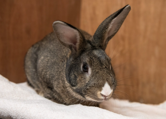 rabbit behavior thumping