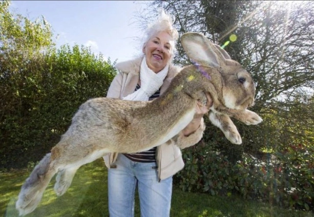 Rabbit breeds for families