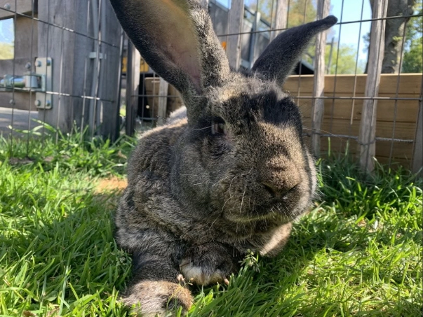 how much is a Flemish Giant rabbit how much is a Flemish Giant rabbit