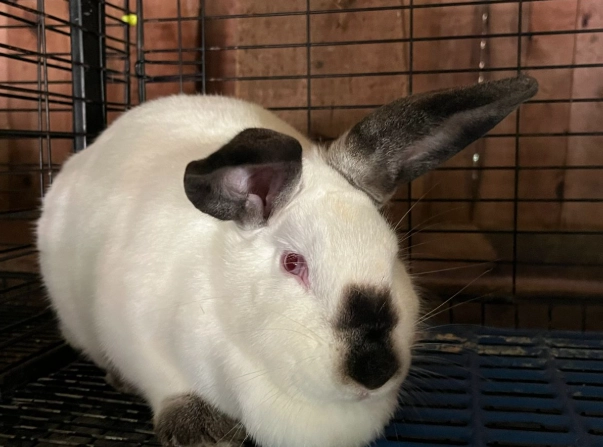 Californian rabbit meat production