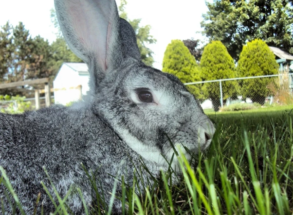 Californian rabbit breeders