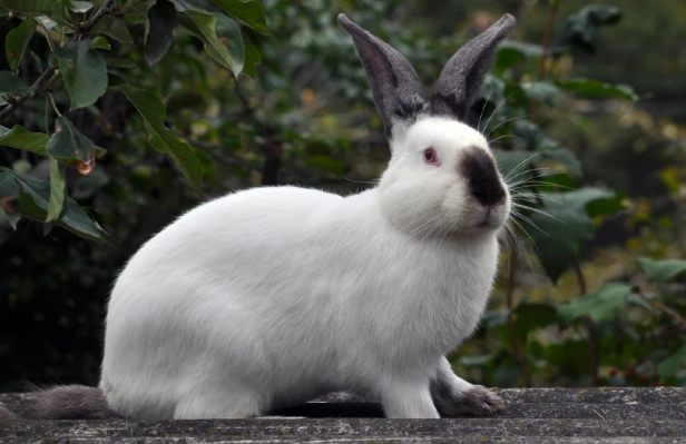 rabbit meat nutrition