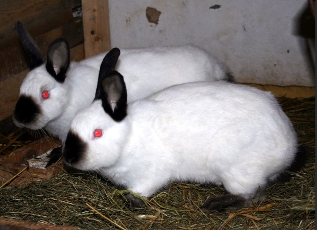 Californian rabbit temperament