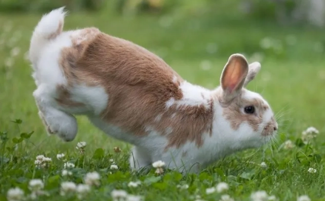 rabbit behavior thumping