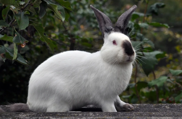 Californian rabbit size