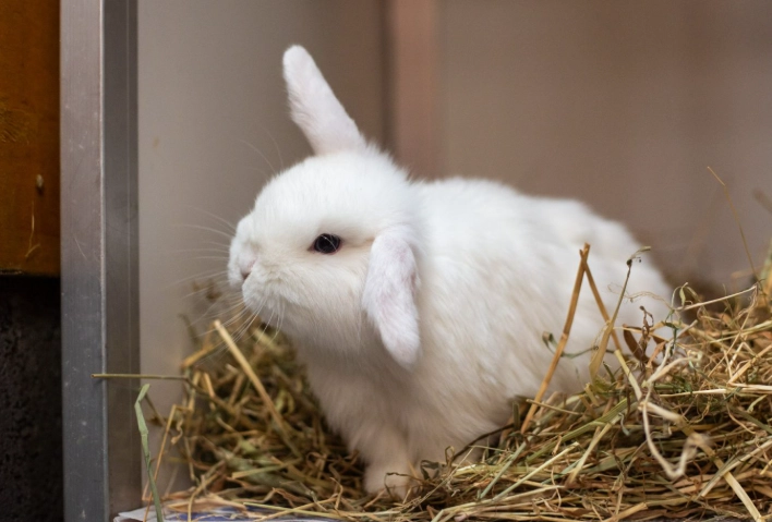 rabbit thumping meaning