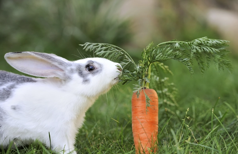 what vegetables can rabbits eat what vegetables can rabbits eat