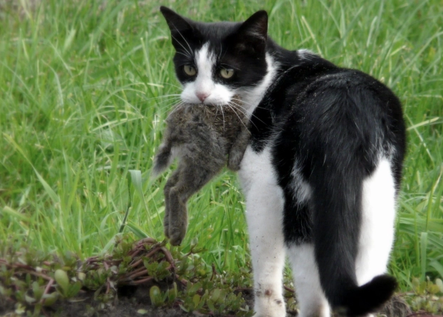 domestic cat predation