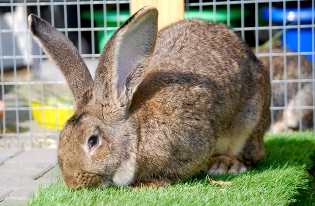 Flemish Giant rabbit cost Flemish Giant rabbit cost