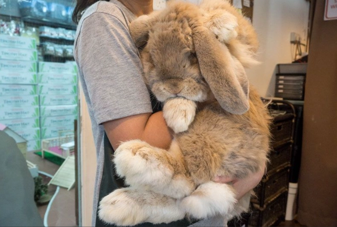 Flemish Giant temperament