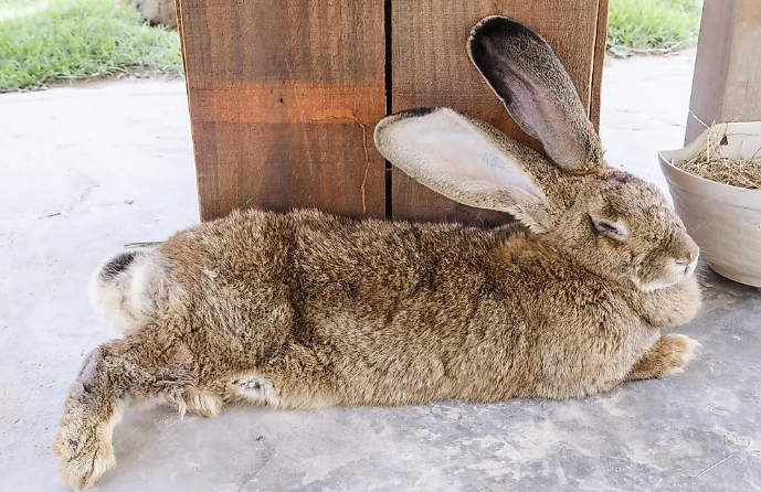 largest breed of rabbit