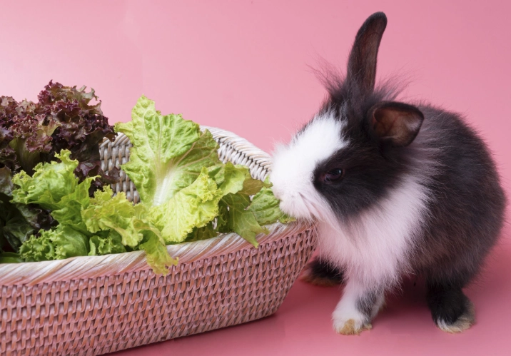 what vegetables can rabbits eat what vegetables can rabbits eat