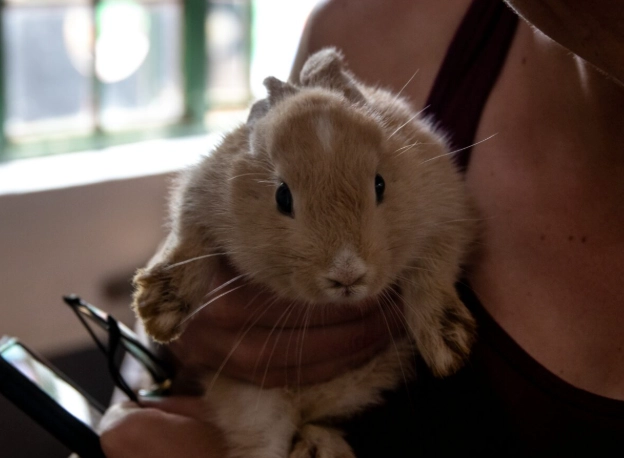 rabbit grooming rabbit grooming