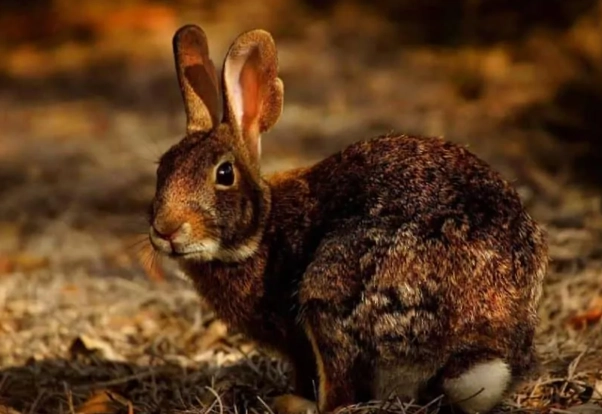 is rabbit poop good for plants