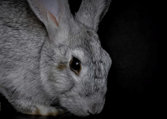 rabbit color blindness