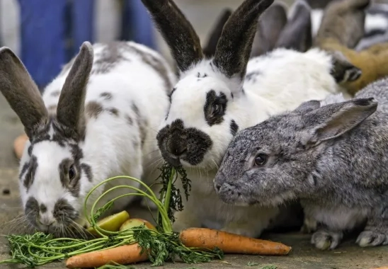 rabbit diet dangers rabbit diet dangers