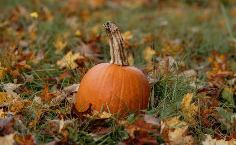 what rabbits can't eat what rabbits can't eat