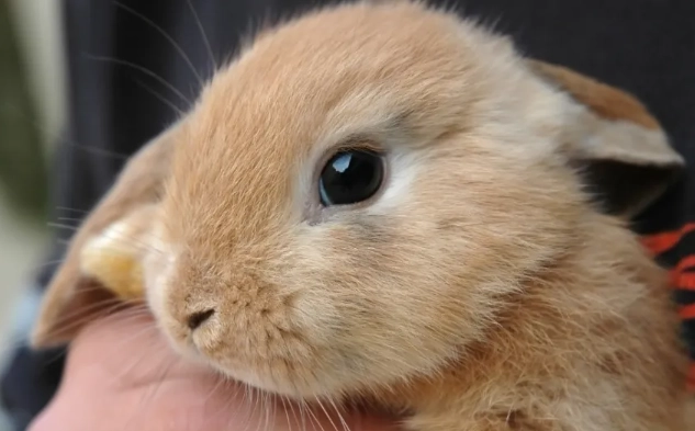 rabbit color blindness