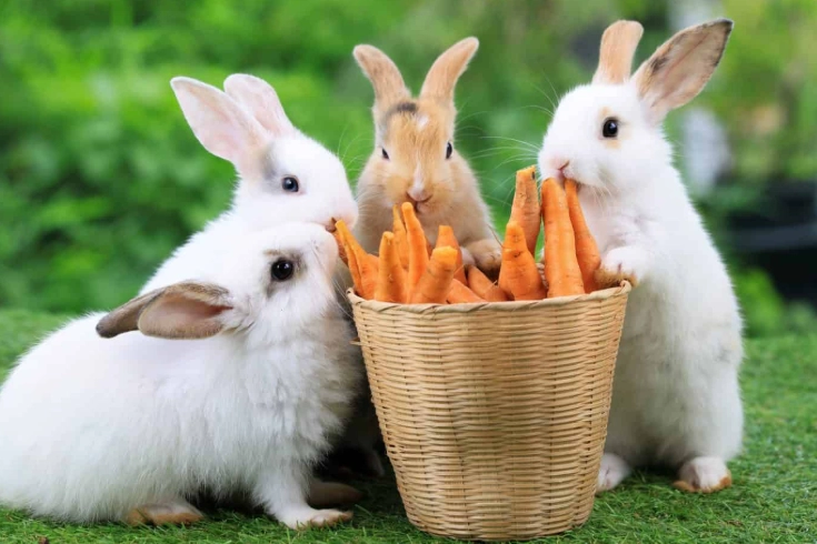 rabbit diet carrots rabbit diet carrots