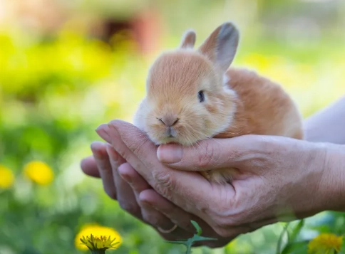 rabbit bath safety rabbit bath safety