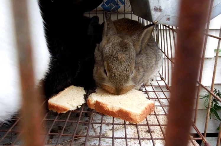is bread safe for rabbits is bread safe for rabbits