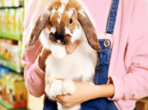 rabbit bath safety rabbit bath safety