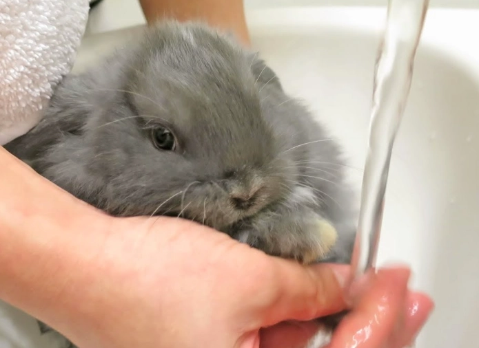 how to clean a rabbit without a bath how to clean a rabbit without a bath