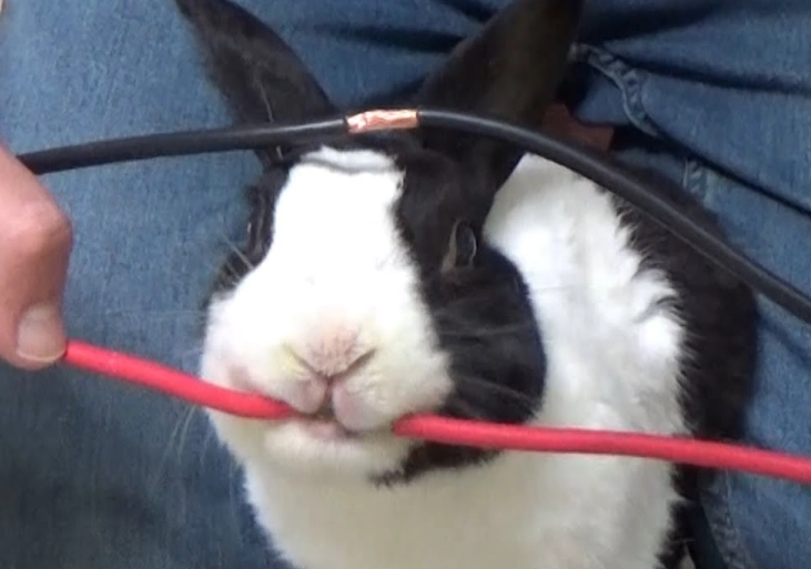 rabbit color blindness