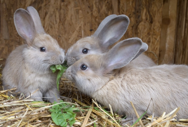 rabbit diet dangers rabbit diet dangers