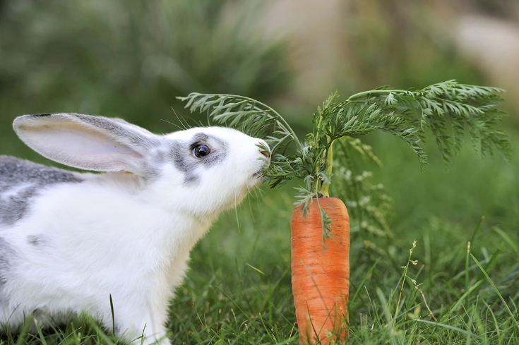 can rabbits eat carrots daily can rabbits eat carrots daily