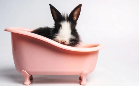 can rabbits get wet can rabbits get wet