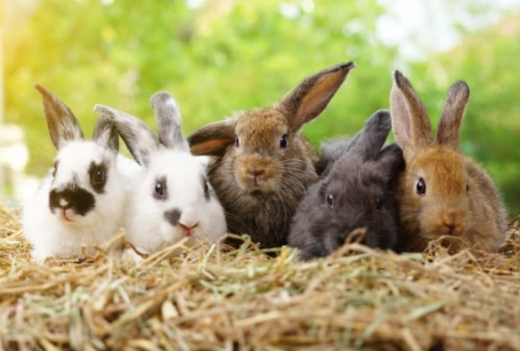 rabbit lifespan rabbit lifespan