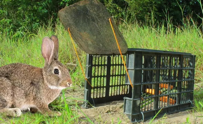 catch a rabbit humanely catch a rabbit humanely