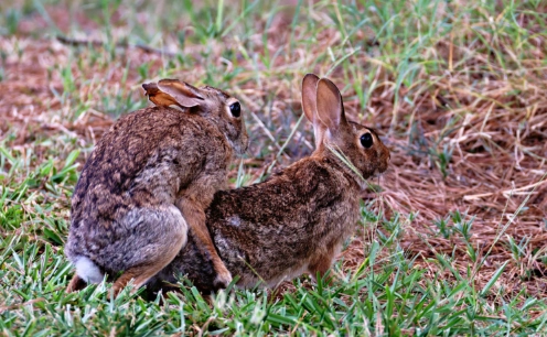 rabbit mating behavior