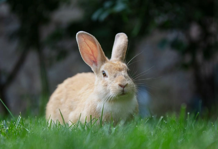 rabbit life expectancy