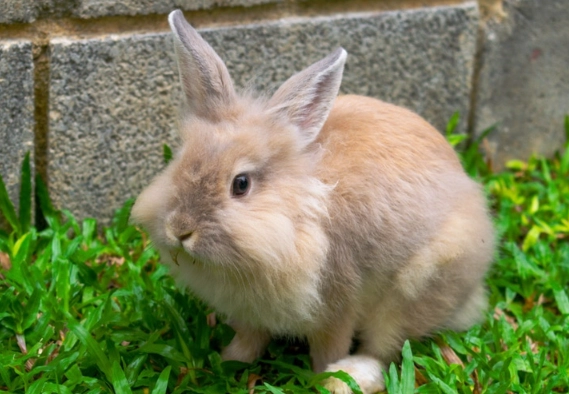 pet rabbit life expectancy pet rabbit life expectancy